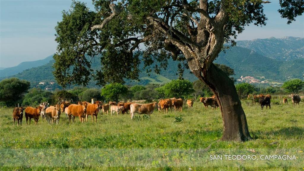 Li Teggi Turismo Rurale San Teodoro  Extérieur photo